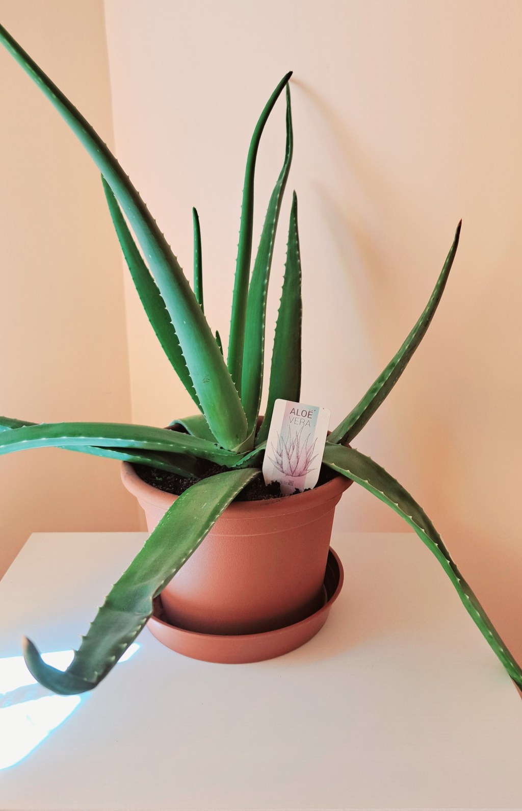 Aloe vera: Mire jó és hogyan gondozd ezt a&nbsp;növényt?