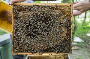 Délity Méz: "A méhész szorosan együtt dolgozik..."